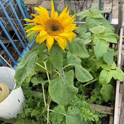 sunflower tina saravia 2022