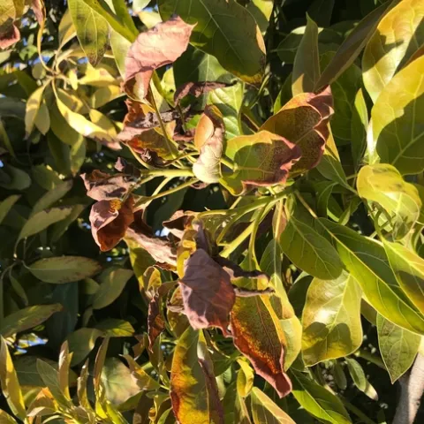frost damage leaves