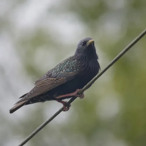 European starling