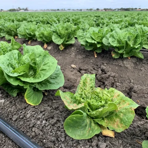 Lettuce field showing signs of INSV infection