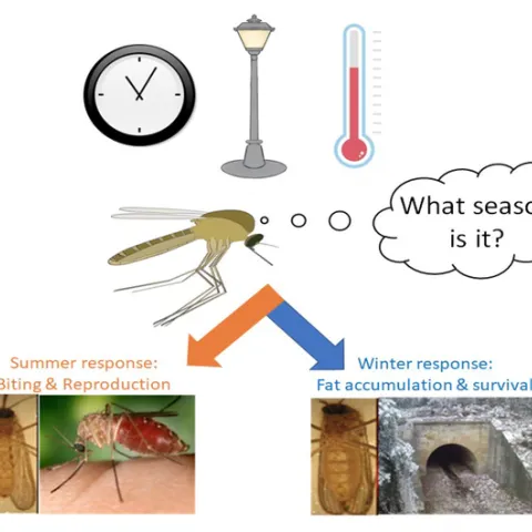 An illustration from Megan Meuti's presentation, Jan. 19, on "How Do Mosquitoes Correctly Interpret Environmental Signals Into Complex Seasonal Responses?"