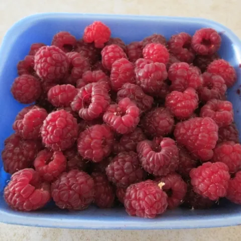 Red raspberries in a blue tray