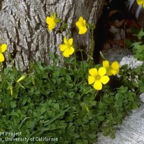 Buttercup oxalis (Cedit: Jack Kelly Clark)
