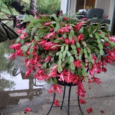 photo by Nancy Forrest