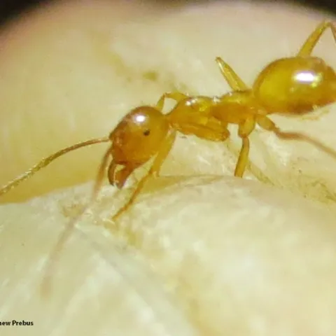 This is the species (Lasius nr. atopus) that inspired the initial stages of the project. (Photo by Matthew Prebus)