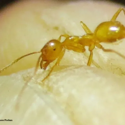 This is the species (Lasius nr. atopus) that inspired the initial stages of the UC Davis project. (Photo by Matthew Prebus)