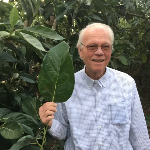 avocado big leaf homrone (1)