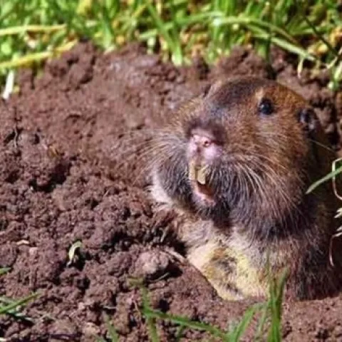 Small gopher outside a burrow.