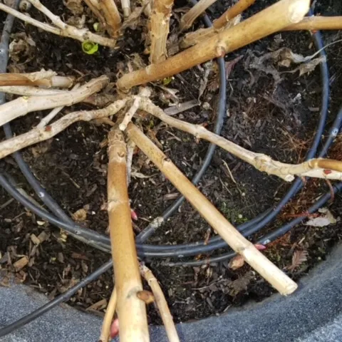 Pruned hydrangea. photos by Launa Herrmann