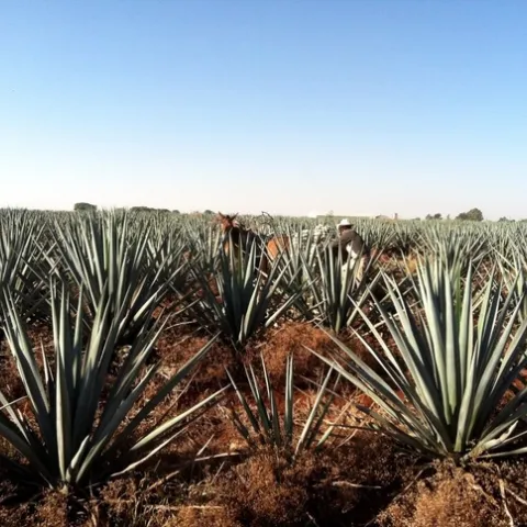 photo credit Randall Metting