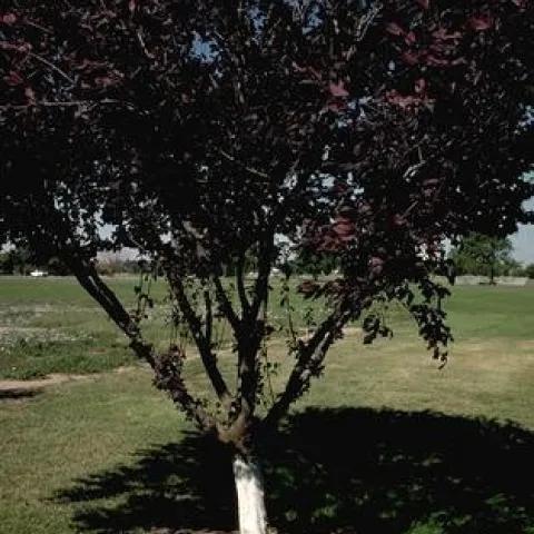 A single tree with a white painted trunk.