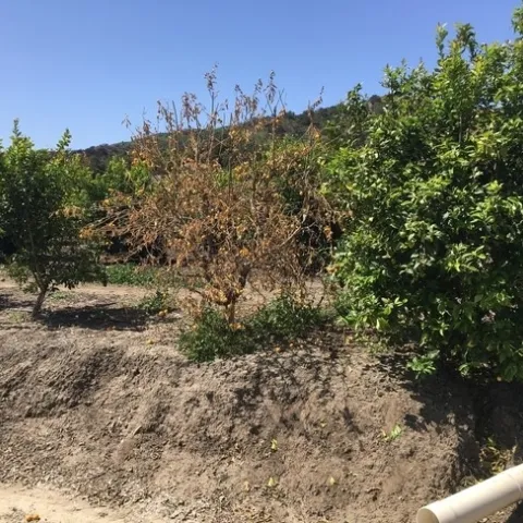citrus dry root rot single tree