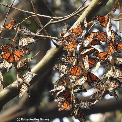 Monarchs overwintering in the Natural Bridges State Park, Santa Cruz, in 2016. (Photo by Kathy Keatley Garvey)