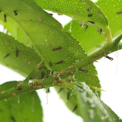 Asian citrus psyllid adults and nymphs on stem and leaves of this citrus. (USDA-ARS Photo)