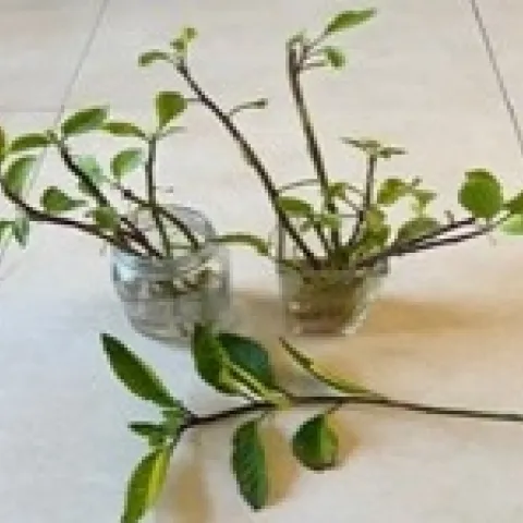 Malabar cuttings: stems can be planted directly in moisture retentive rich soil or in pots or they can be rooted before planting. They root quickly.