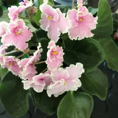 African Violet Pink Summit. Grown by K. Gunther