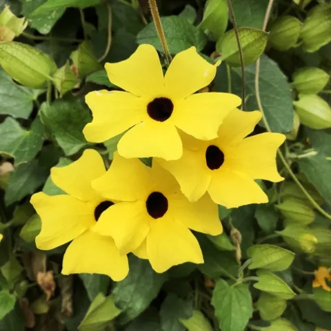 Photo by Deborah Pacheco