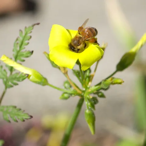 Honey bee with pollen on Oxalis pes-caprae