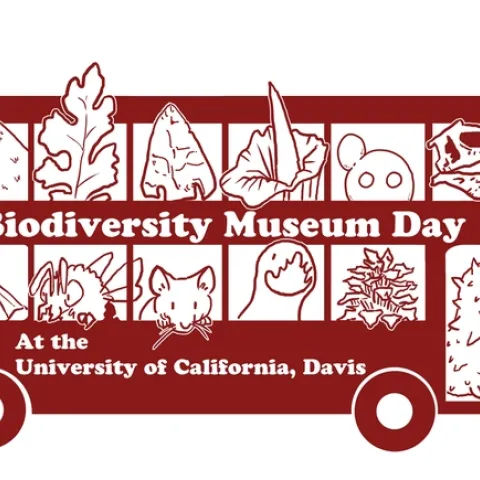All aboard the UC Davis Biodiversity Museum bus! This art is the work of Ivana Li, UC Davis biology laboratory manager.