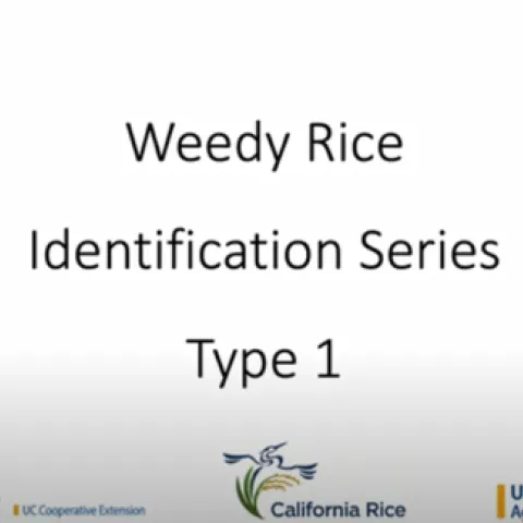 Weedy Rice Type 1 Identification Video