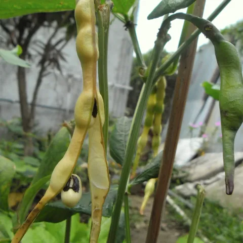The cowpea (Vigna unguiculata) is one of the oldest plants to be farmed. This is a black-eyed pea, a cowpea cultivar. (Wikipedia photo)