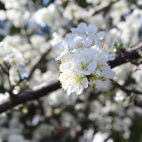 Pluot blossoms. photos by Brenda Altman