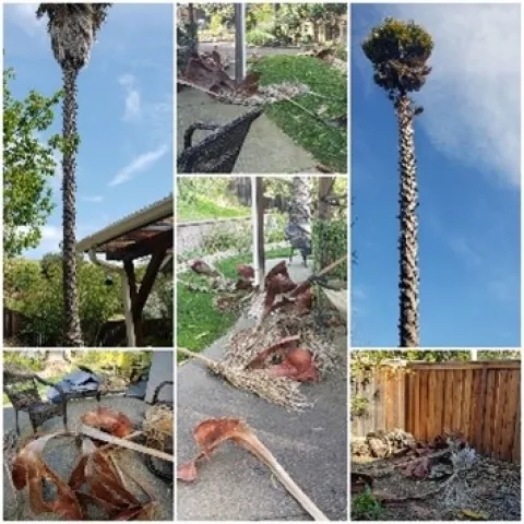 photo compilations by Nancy Forrest