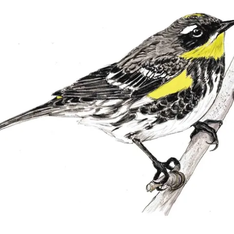 Yellow-rumped Warbler. Original artwork by Carol Burr in The Birds of Bidwell Park