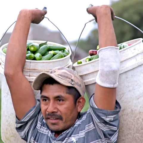 Agricultor latino