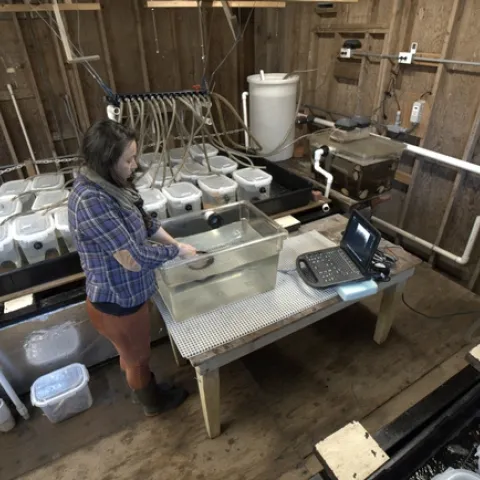 UC Davis postdoctoral researcher Sara Boles gives an abalone an ultrasound through its tank at the Bodega Marine Laboratory. Photo by Jackson Gross