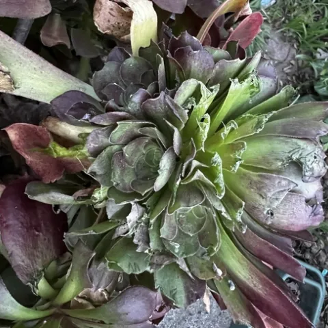 The damage. photos by Jennifer Baumbach