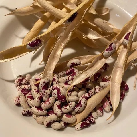 Bean seeds by Hillie Salo