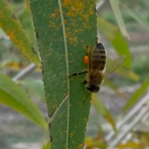 honeybee collecting rust