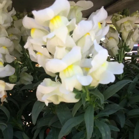 Snapdragon White2