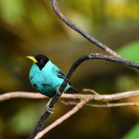 A male Green Honeycreeper - the female is green