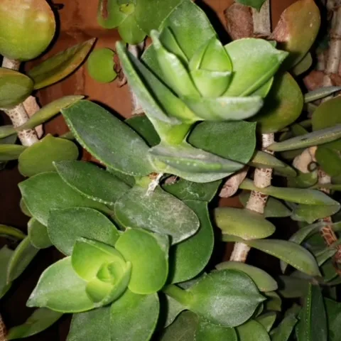 photos by Launa Herrmann