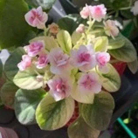 Jolly Pepper African violet. Photo by Kathy Gunther
