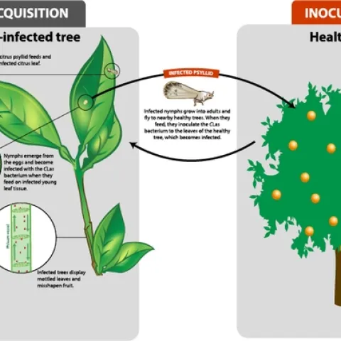 An illustrated diagram showing how healthy trees become infected with Huanglongbing