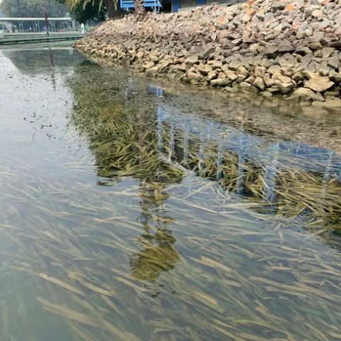 Australian ribbonweed in the Delta. Photo by CDBW.