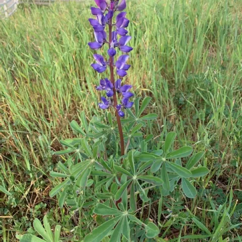 photos by Teresa Lavell