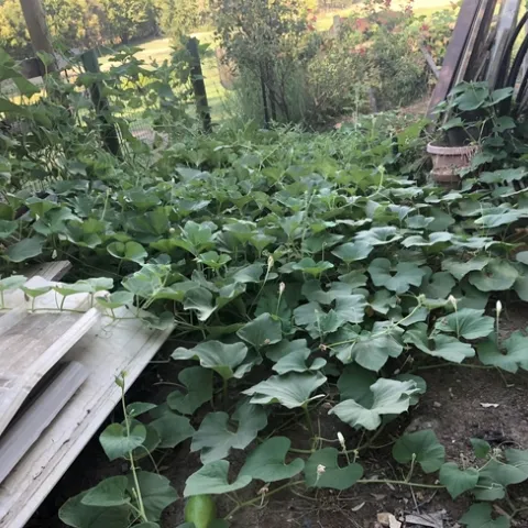 Gourd vines growing along the ground, not trellised.