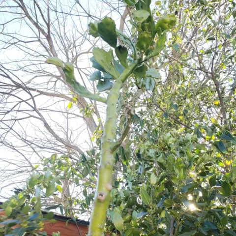 photos by Minerva Tejeda-Patino