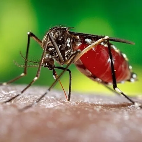 UC Davis doctoral student Erin Taylor Kelly studies the yellow fever mosquito, Aedes aegypti. (CDC Photo)