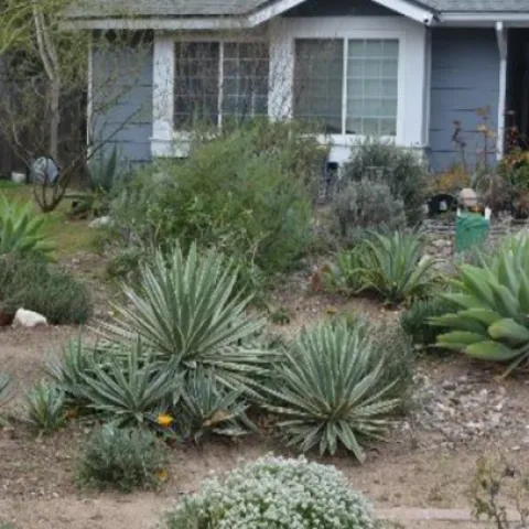 barbara dawson landscape