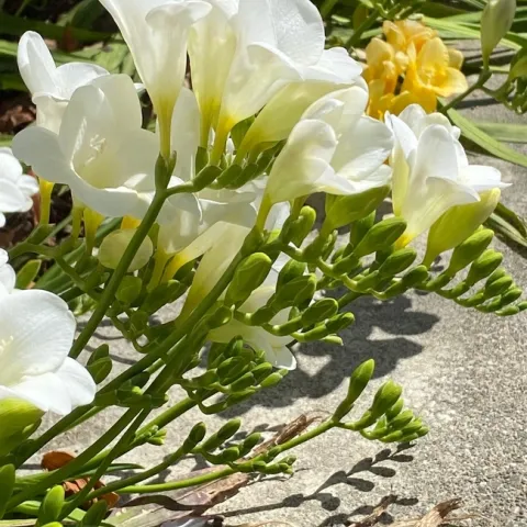 photos by Melissa Sandoval