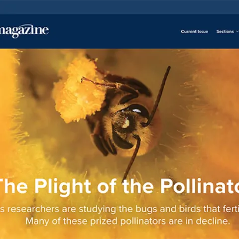 This image of a squash bee, Peponapis pruinosa, appears in the article, "The Plight of the Pollinators," in the March edition of the UC Davis Magazine. (Photo by Kathy Keatley Garvey)