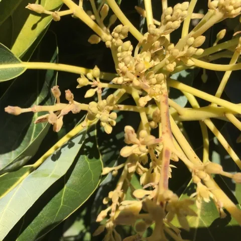 avocado frosted flower