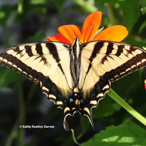 A newly emerged Western tiger swallowtail, Papilio rutulus, an image taken in 2021. (Photo by Kathy Keatley Garvey)