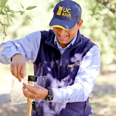 A man wearing a UCANR logo hat and vest hangs a sticky trap in an orchard.