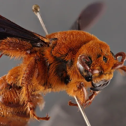 This specimen from the Bohart Museum of Entomology is a mammoth wasp, Trisciloa saussurei, native of New Guinea. (Photo by Ziad Khouri)